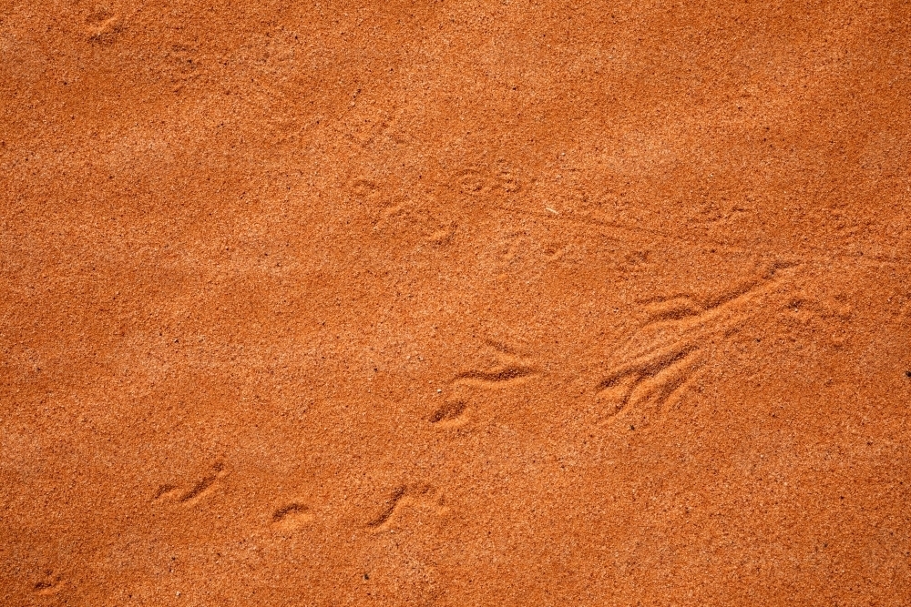 animal tracks in red sand - Australian Stock Image
