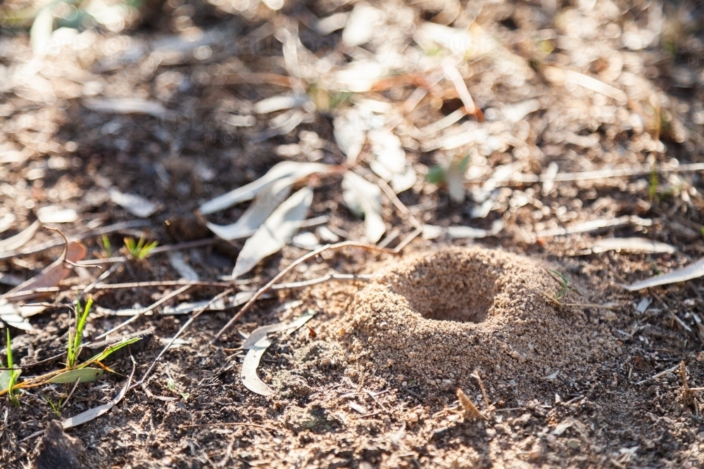 Ant nest hill in paddock - Australian Stock Image