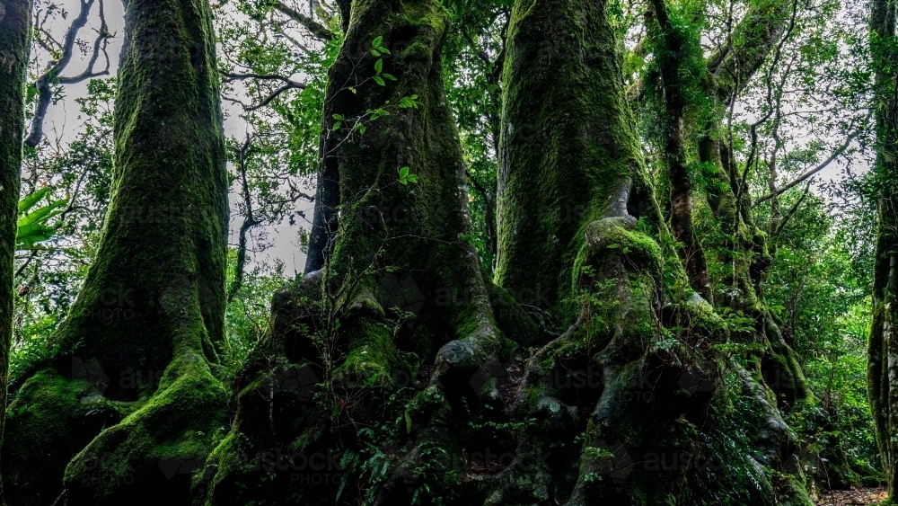 Antarctic Beech Trees - Australian Stock Image