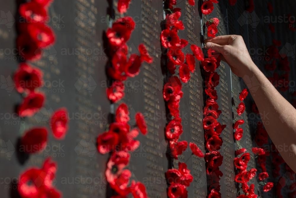 ANZAC DAY at the Australian War Memorial, Hand placing poppy - Australian Stock Image