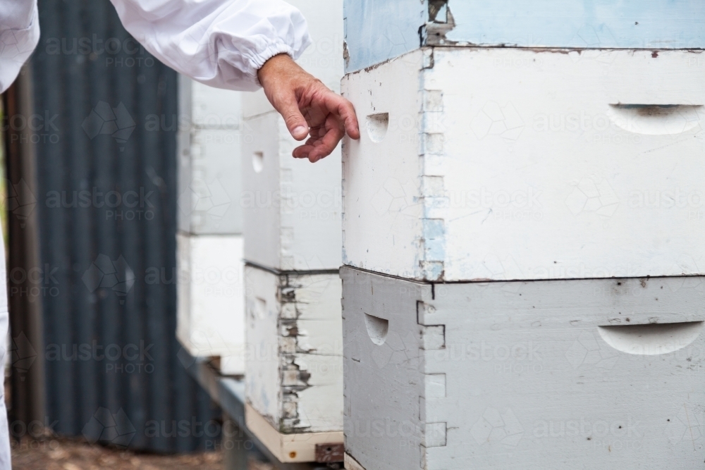 Apiarist beekeeper pointing to first super box on beehives - Australian Stock Image