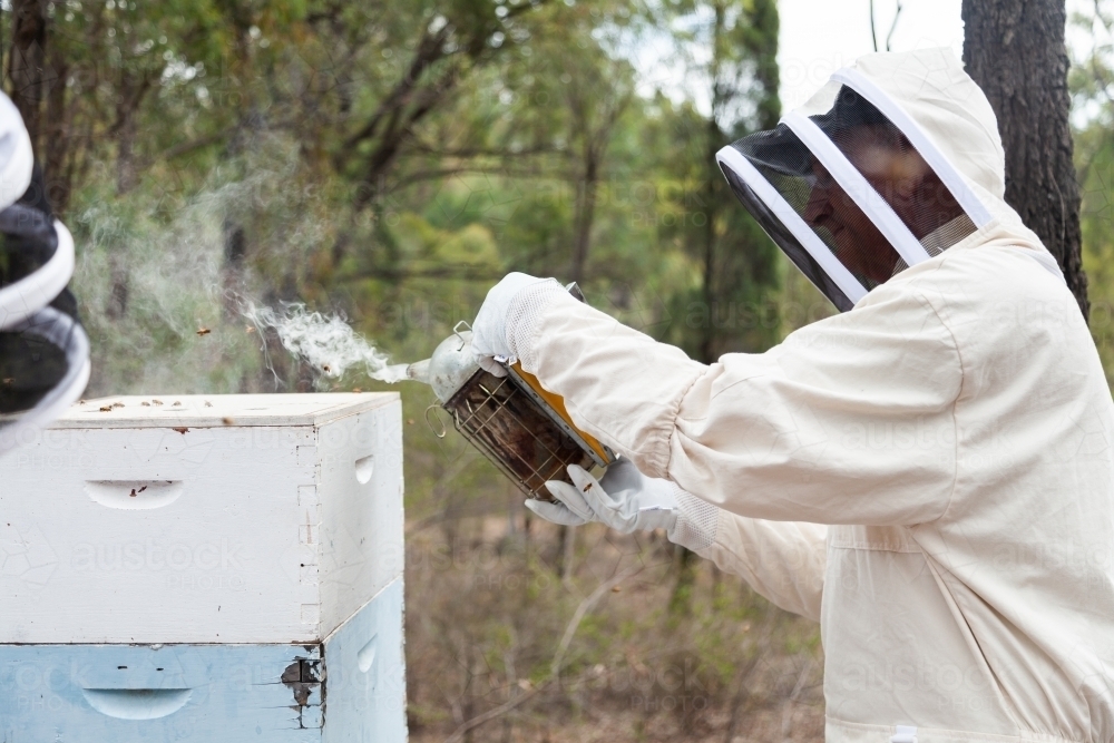 Apiarist smoking beehive during honey harvest - Australian Stock Image