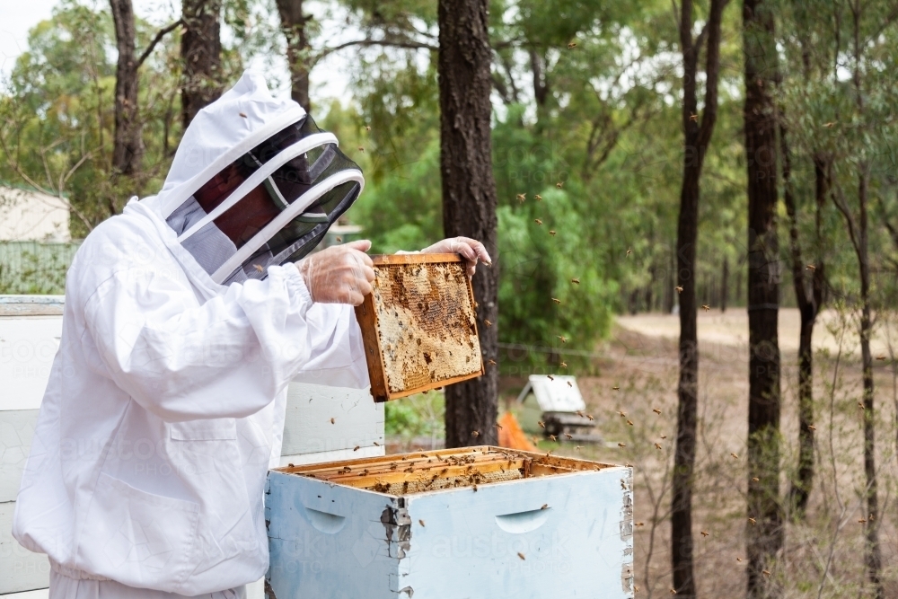 Apiculturist shaking bees from frame on honeycomb - Australian Stock Image