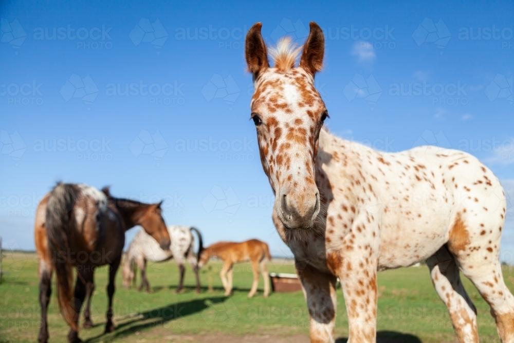 Appaloosa foal in sunlit paddock on horse farm - Australian Stock Image