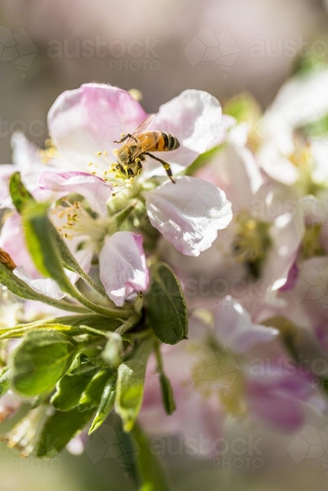 Apple Blossom with bee in sunshine - Australian Stock Image