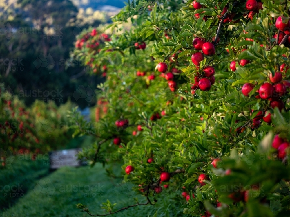 Apple trees loaded with shiny red fruit ripe for harvest - Australian Stock Image