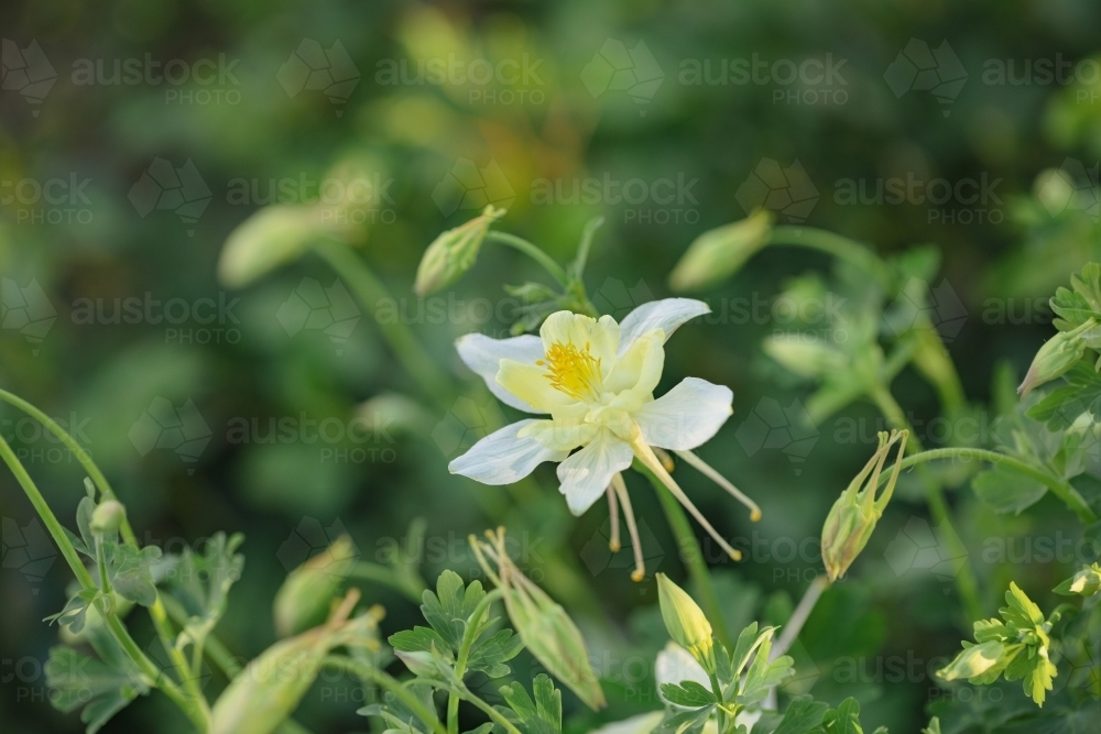 Aquilegia Granny's Bonnets Columbine flowers growing in vibrant cottage garden on sunny day - Australian Stock Image