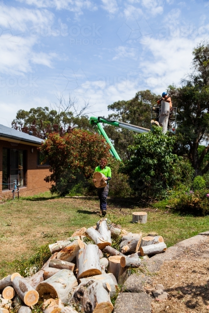 Arborist and workman felling tree and carrying logs of wood to pile - Australian Stock Image