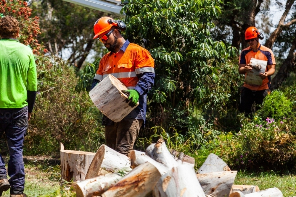 Arborist and workman felling tree and carrying logs of wood to pile - Australian Stock Image