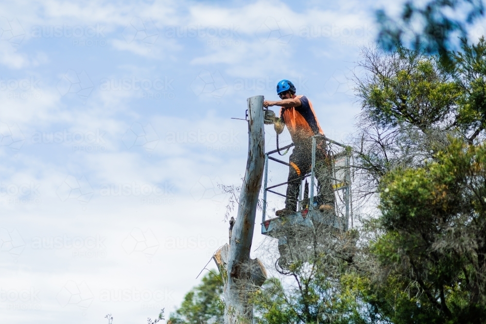 Arborist chainsawing down a dying gum tree into firewood - Australian Stock Image