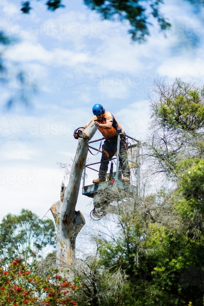 Arborist chainsawing down a dying gum tree into firewood - Australian Stock Image