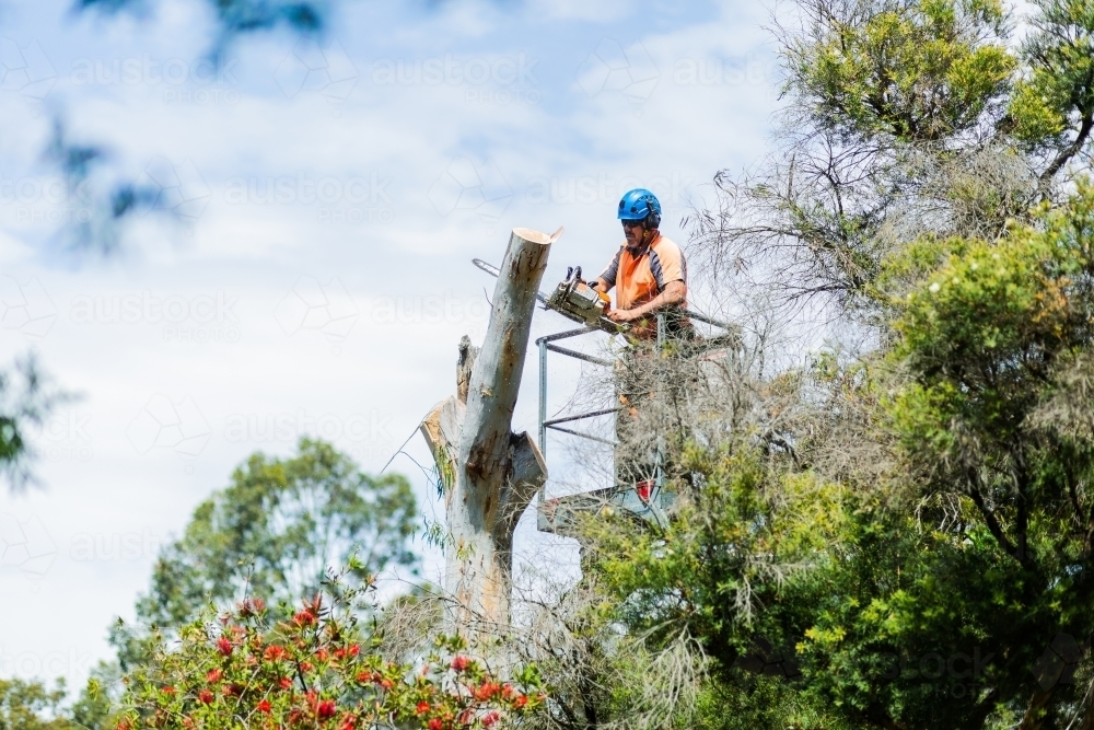 Arborist chainsawing down a dying gum tree into firewood - Australian Stock Image