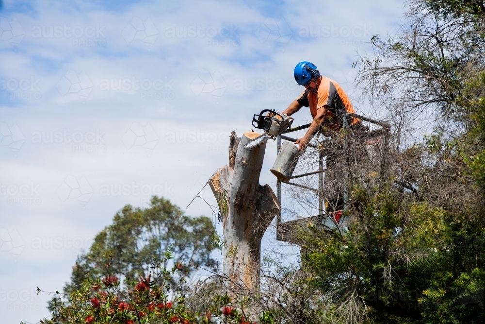 Arborist chainsawing down a dying gum tree into firewood - Australian Stock Image