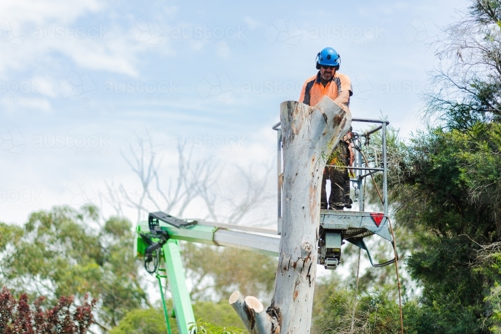 Arborist chainsawing down a dying gum tree into firewood - Australian Stock Image