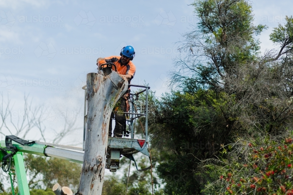 Arborist chainsawing down a dying gum tree into firewood - Australian Stock Image