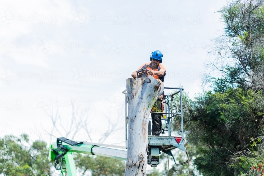 Arborist chainsawing down a dying gum tree into firewood - Australian Stock Image