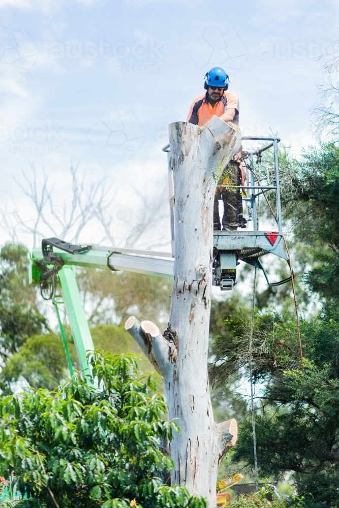 Arborist chainsawing down a dying gum tree into firewood - Australian Stock Image