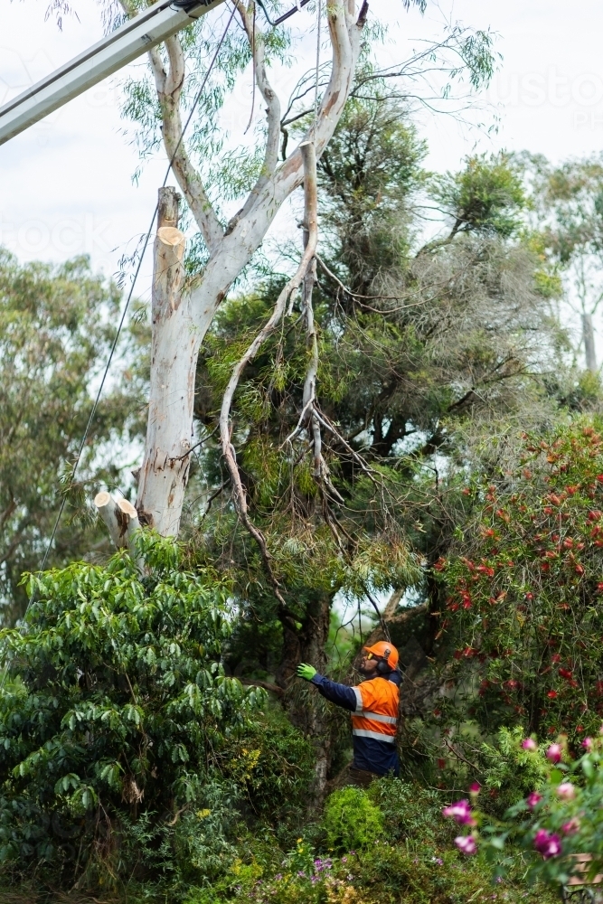 Arborist removing branches off dying gum tree safely, wearing protective equipment - Australian Stock Image