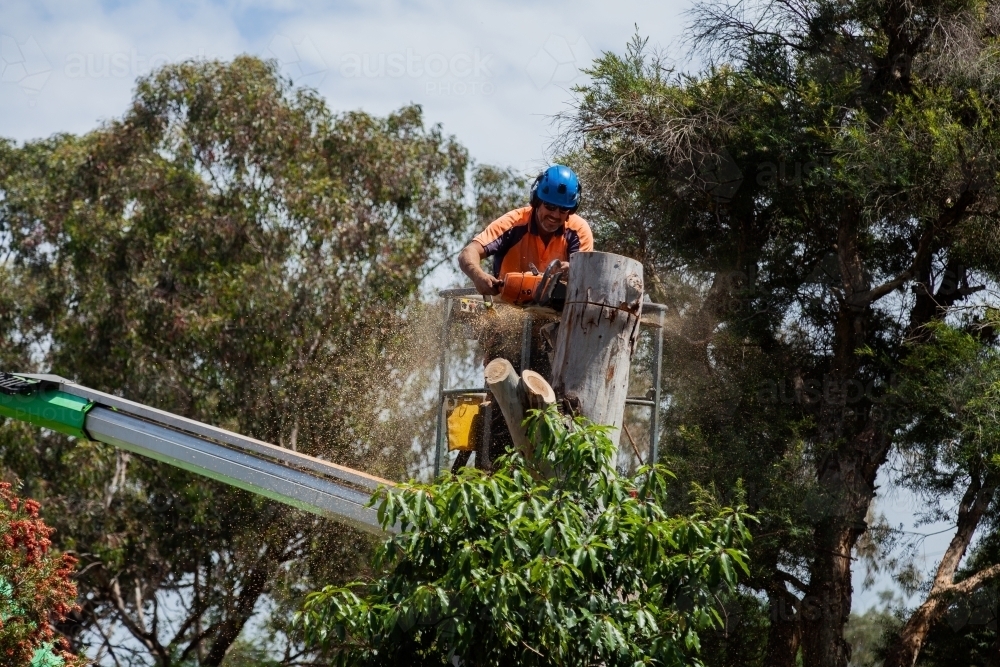 Arborist standing on a cherry picker chainsawing down a gum tree stump - Australian Stock Image