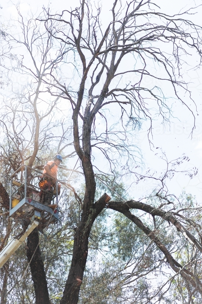 Arborist tree guy removing a branch from a dangerous dying tree - Australian Stock Image