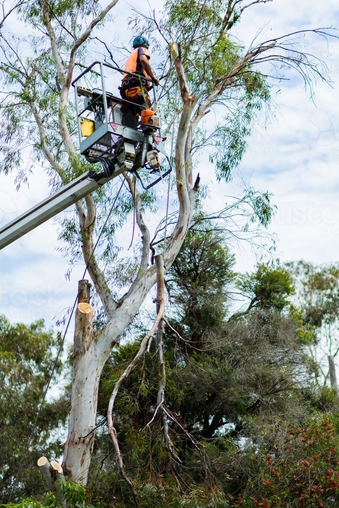 Arborist up a cherry picker, lopping a tree that is a safety hazard - Australian Stock Image