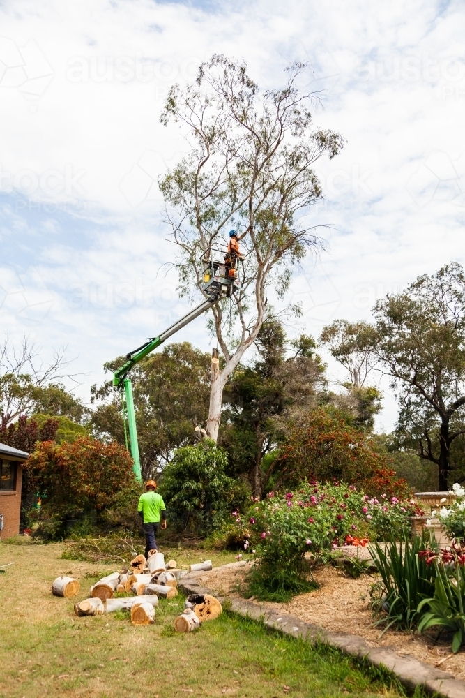 Arborist up a cherry picker, lopping a tree that is a safety hazard - Australian Stock Image