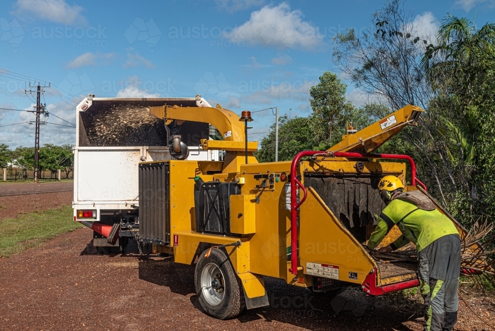 Arborist with wood chipper feeding branches through - Australian Stock Image