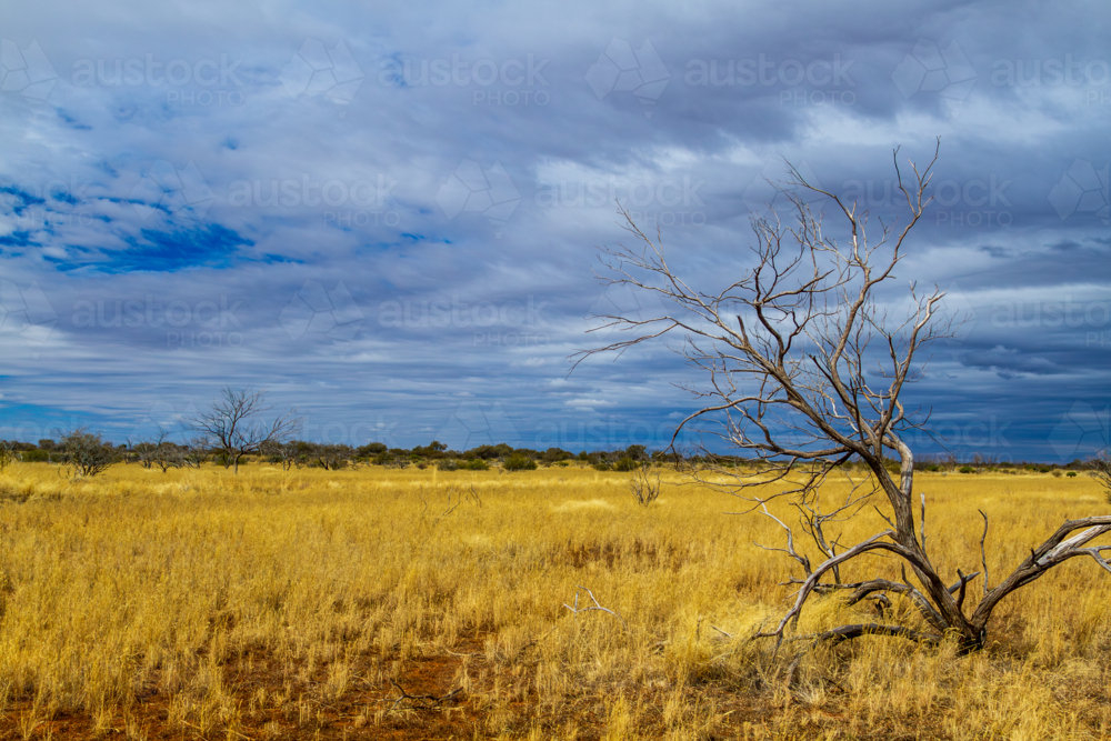 Arid scene with dry grass and dead scrub - Australian Stock Image