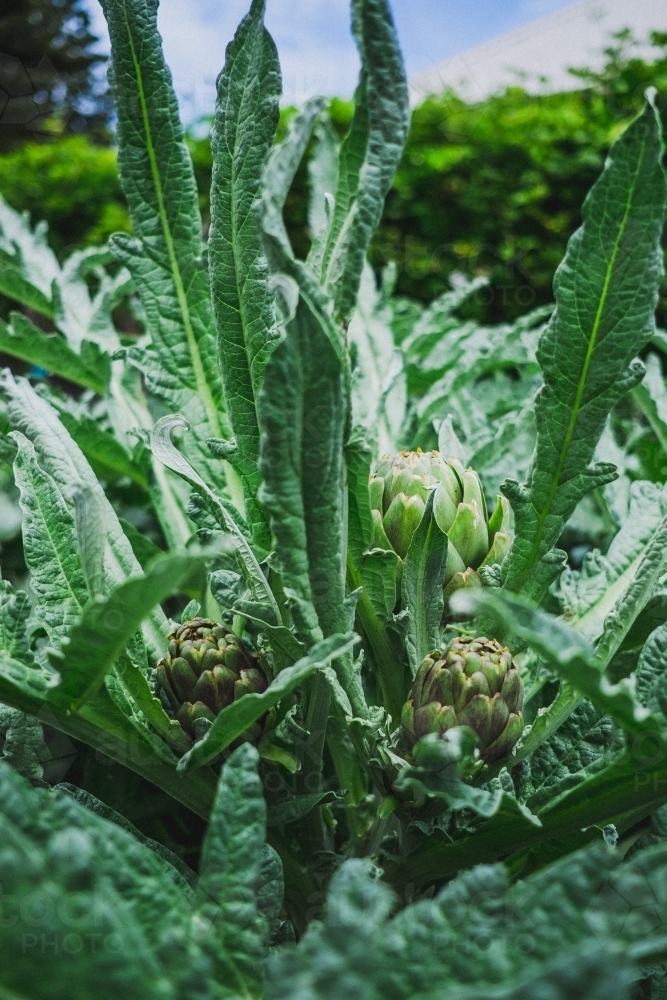 Artichoke buds poking through in spring garden. - Australian Stock Image