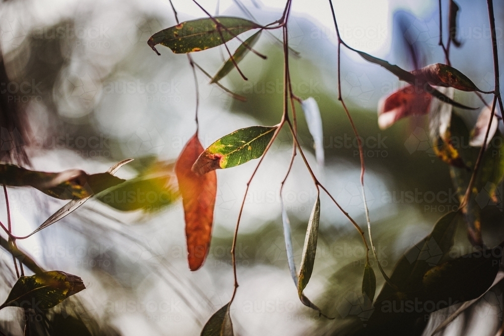 Artistic close-up macro of eucalyptus leaves - Australian Stock Image