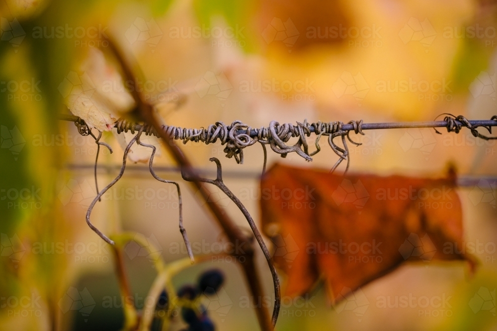 Artistic macro close-up of grapevine leaves and tendrils in the vineyard - Australian Stock Image