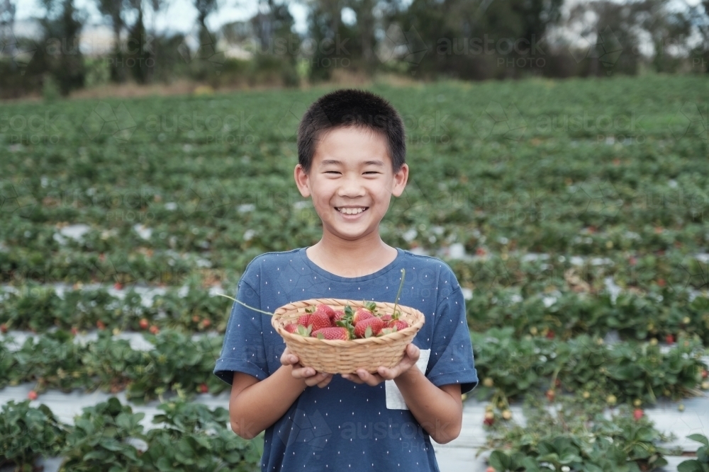 Asian boy strawberry picking at the farm - Australian Stock Image