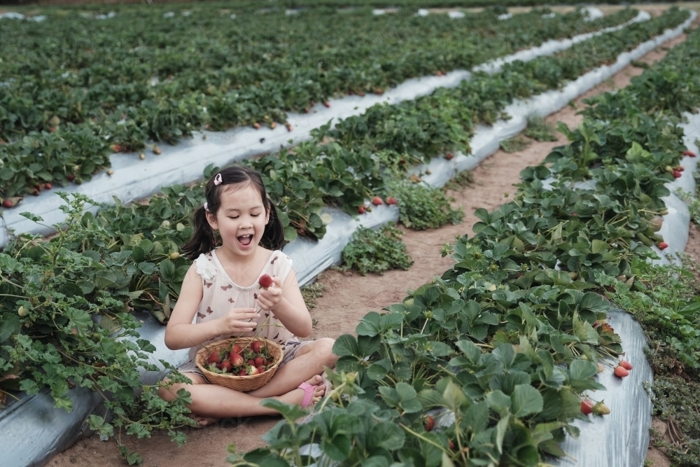 Asian girl strawberry picking at the farm - Australian Stock Image