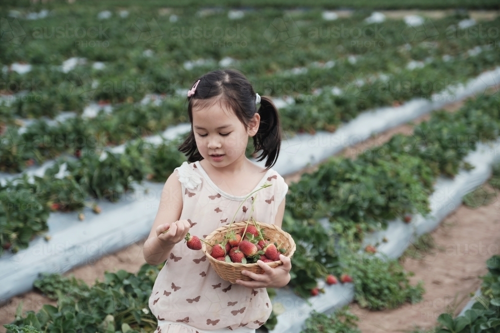 Asian girl strawberry picking at the farm - Australian Stock Image