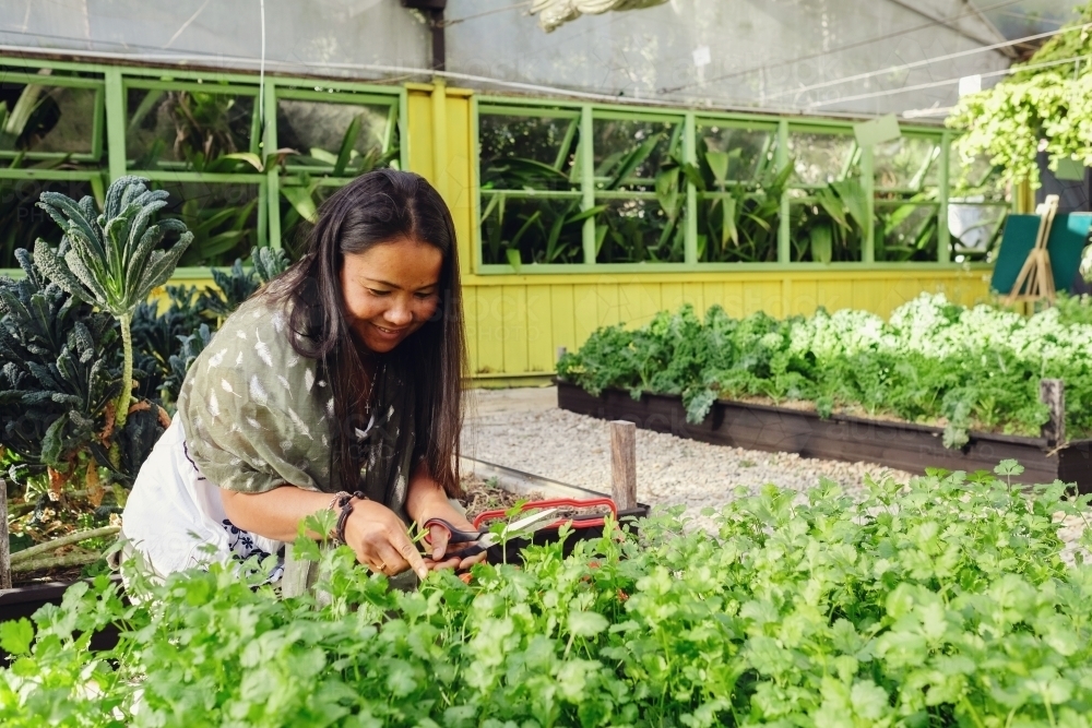 Asian woman picking herbs at organic farm - Australian Stock Image