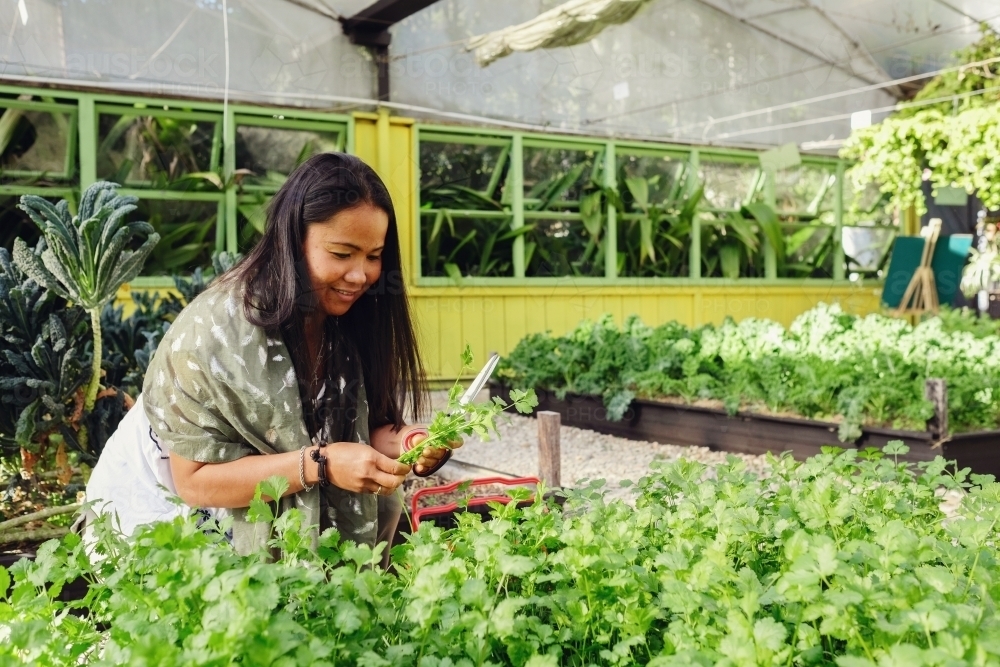 Asian woman picking herbs at organic farm - Australian Stock Image