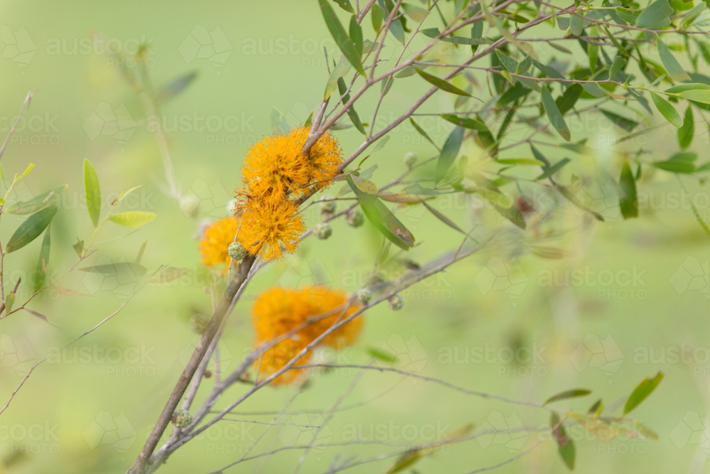 Asteromyrtus symphocarpa - NT native flora - Australian Stock Image