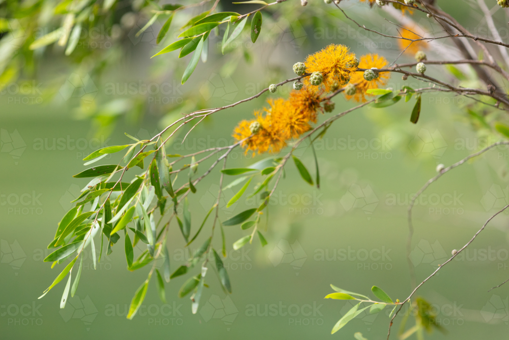 Asteromyrtus symphocarpa - NT native flora - Australian Stock Image