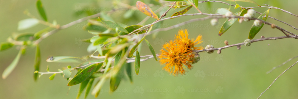 Asteromyrtus symphocarpa - NT native Flora - Australian Stock Image