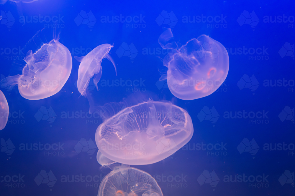 Image of Aurelia (aka the moon jelly, moon jellyfish, common jellyfish ...