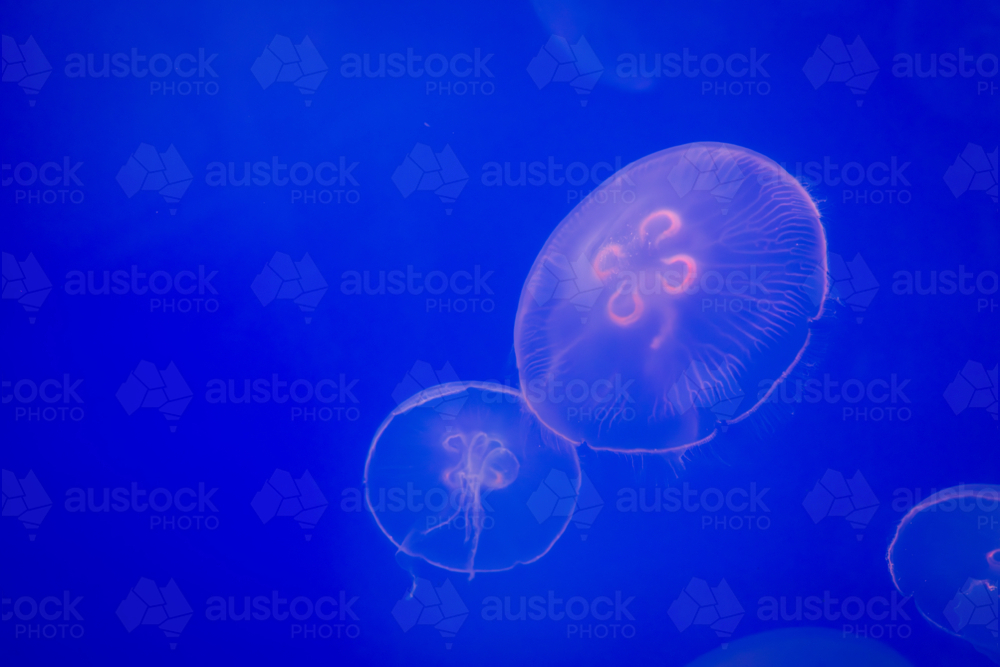 Aurelia (aka the moon jelly, moon jellyfish, common jellyfish, or saucer jelly) floating in water - Australian Stock Image