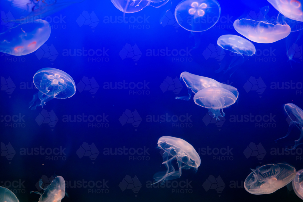 Aurelia (aka the moon jelly, moon jellyfish, common jellyfish, or saucer jelly) floating in water - Australian Stock Image