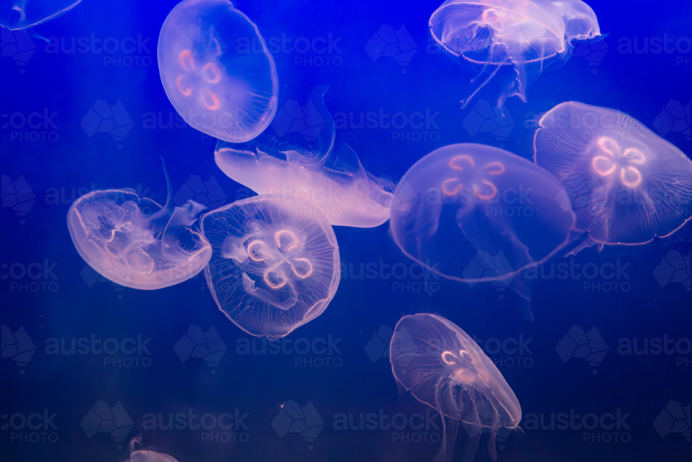 Aurelia (aka the moon jelly, moon jellyfish, common jellyfish, or saucer jelly) floating in water - Australian Stock Image