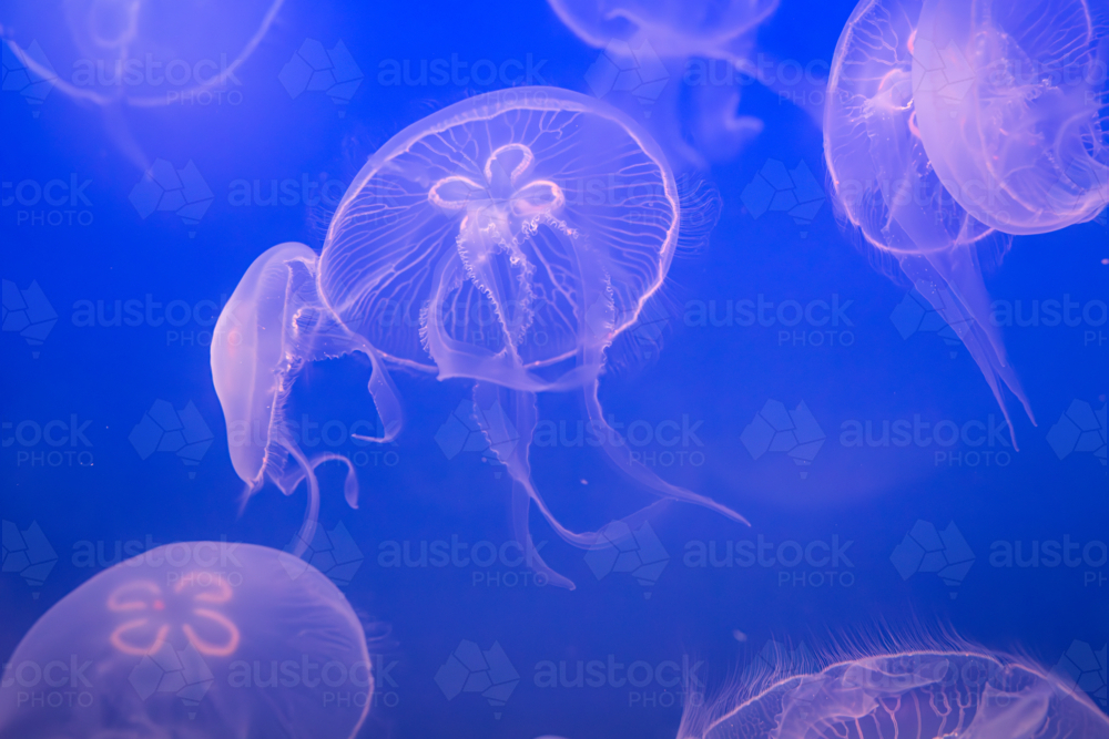 Aurelia (aka the moon jelly, moon jellyfish, common jellyfish, or saucer jelly) floating in water - Australian Stock Image