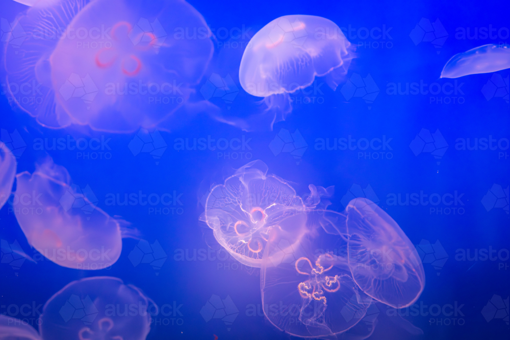 Image of Aurelia (aka the moon jelly, moon jellyfish, common jellyfish ...