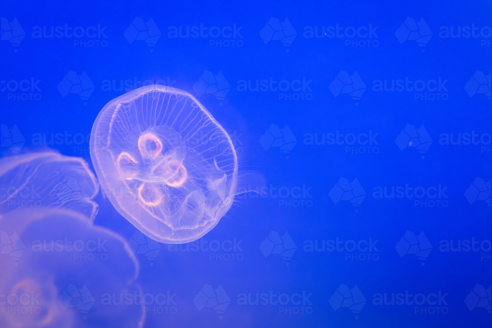 Aurelia (aka the moon jelly, moon jellyfish, common jellyfish, or saucer jelly) floating in water - Australian Stock Image