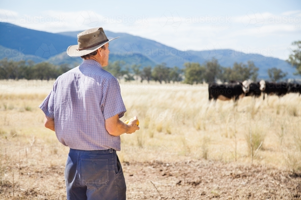 Aussie farmer calling cows on hot summer day - Australian Stock Image