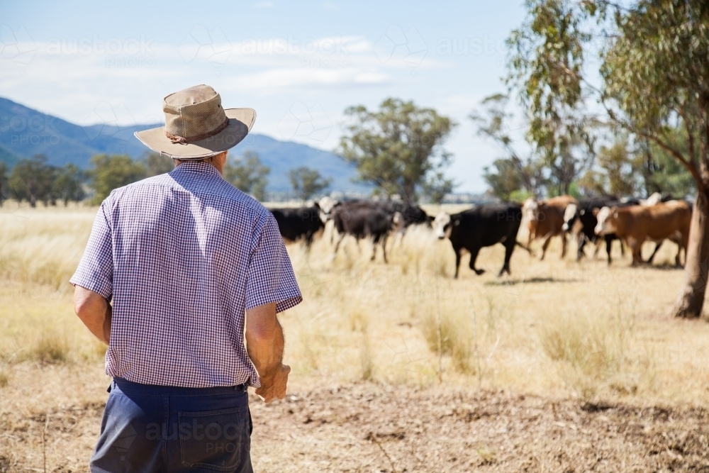 Aussie farmer calling cows on hot summer day - Australian Stock Image