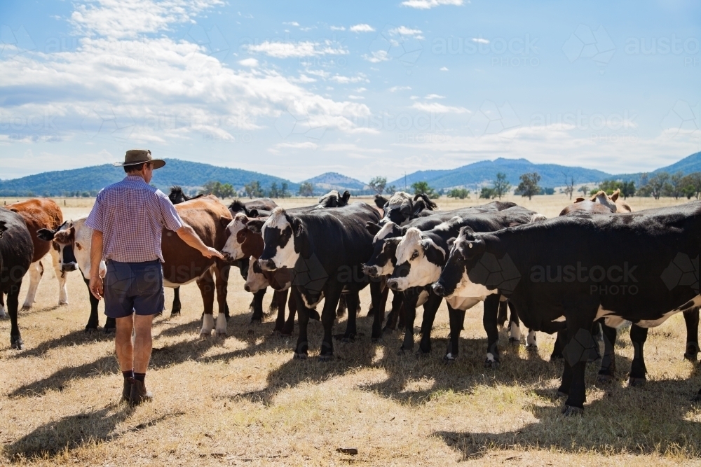 Aussie farmer standing in dry paddock with cattle on hot summers day - Australian Stock Image