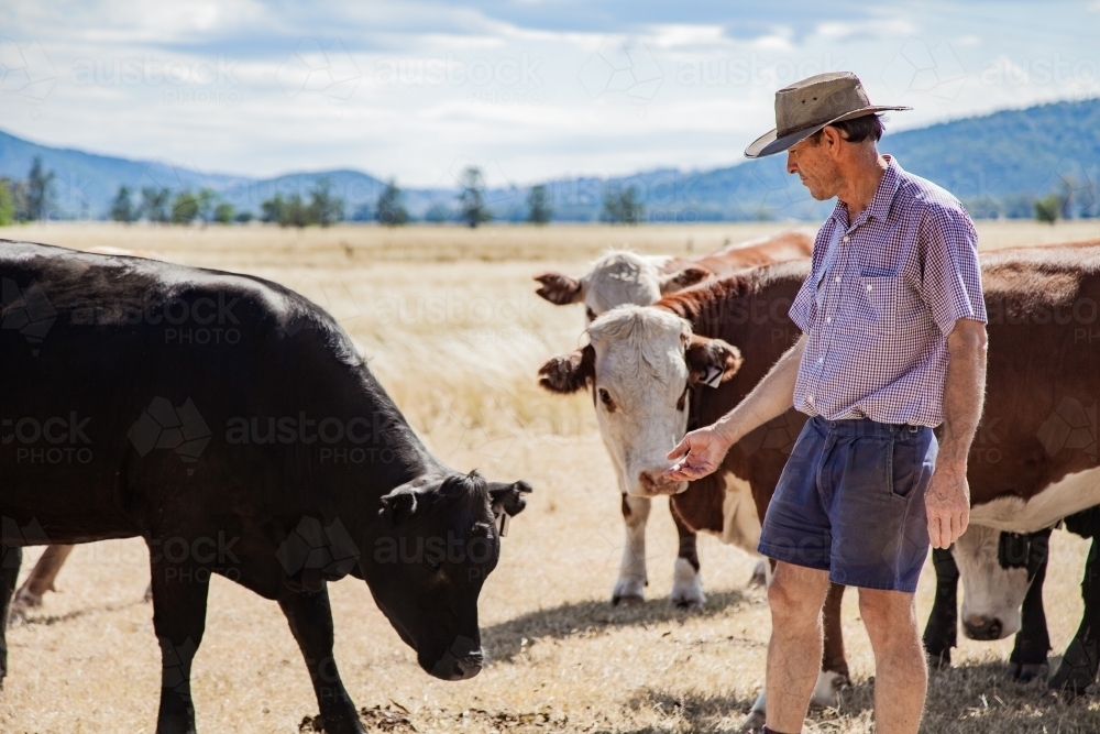 Aussie farmer standing in dry paddock with cattle on hot summers day - Australian Stock Image